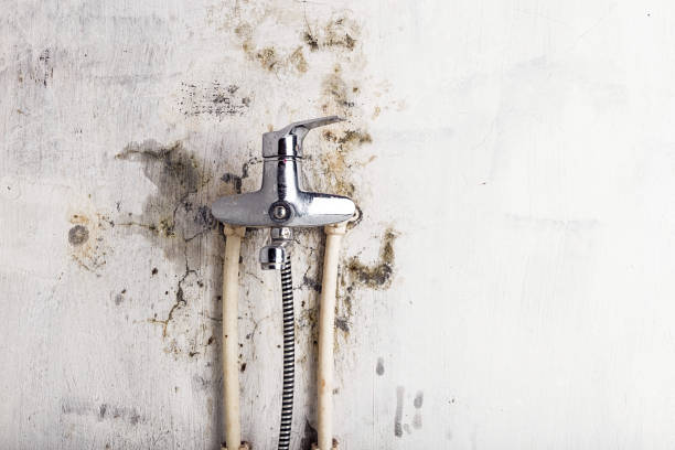 Best Insurance-Related Mold Remediation in Everett, MA