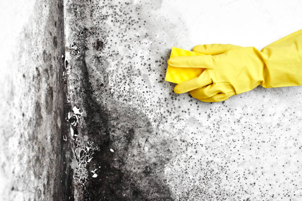 Best Residential Mold Remediation in Everett, MA