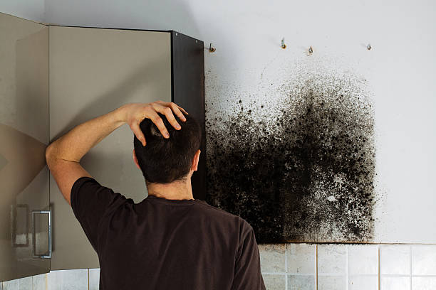  Everett, MA Mold Removal Pros