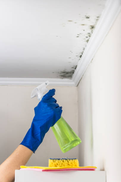 Best Localized Mold Remediation (e.g., coastal areas, humid climates) in Everett, MA