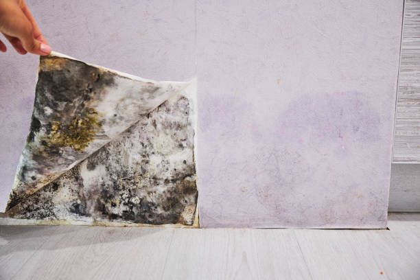 Best Mold Remediation for Schools in Everett, MA